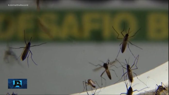 Brasil registra quase 1 milhão de casos prováveis de dengue desde o início do ano - Notícias