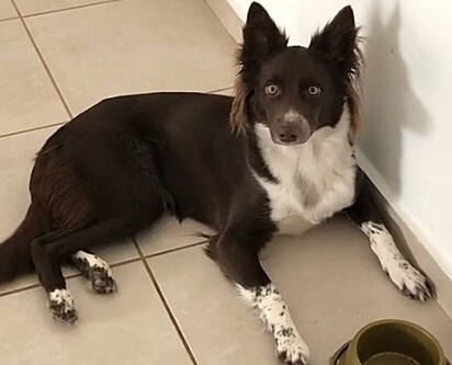 A border collie Nutella.