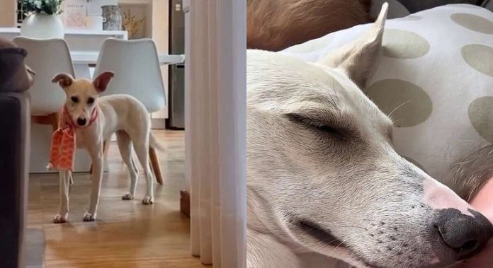 Cachorra resgatada supera medo de humanos e dorme tranquila após 30 dias - RPet