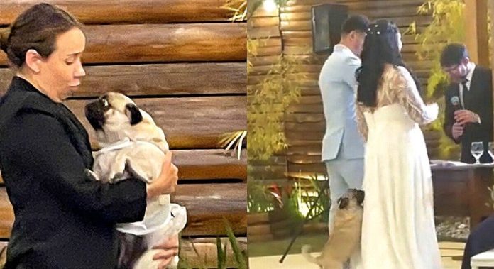 Cachorrinha Pug foge da 'tia' e resolve roubar a cena em casamento de tutores - RPet