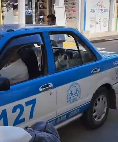 Max chegando em casa de Táxi, parecendo um passageiro VIP.