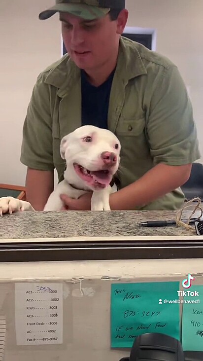 Os protetores sente saudades, mas ficam felizes porque os cães merecem um lar.