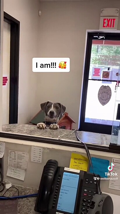 Os cães pareciam entender a situação.