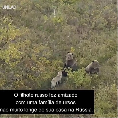 O cão não desistiu de fazer amizade.