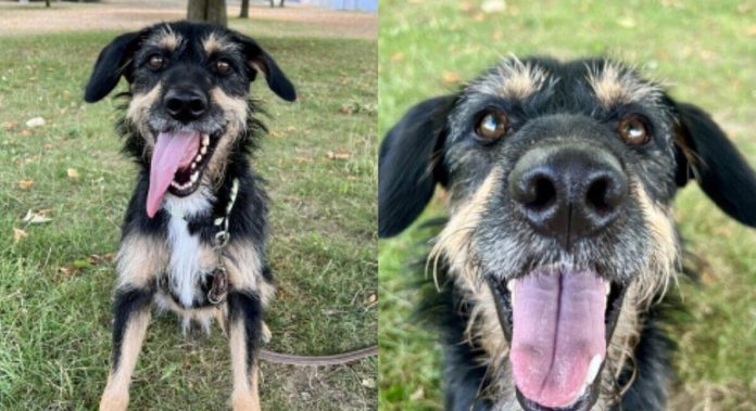 Cachorro fofo e cheio de energia é disponibilizado para adoção - mas ele tem um grande problema - RPet