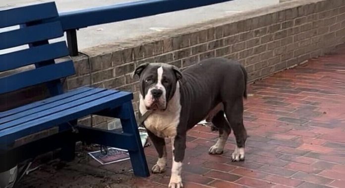 Cachorro 'gigante' é amarrado em banco de calçada e aguarda que alguém o ajude - RPet