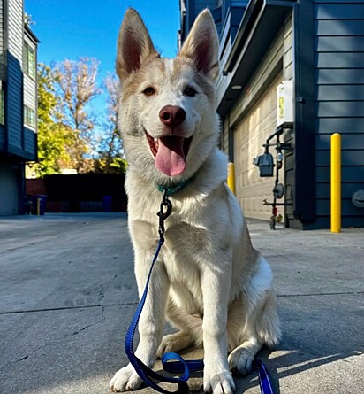 Buckley está a espera de adotantes.