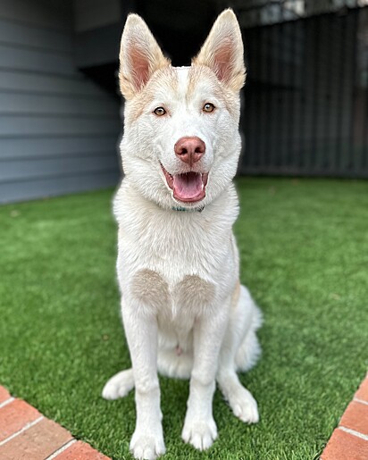 O husky tem os pelos em formato de coração no peito, ele é um amor.