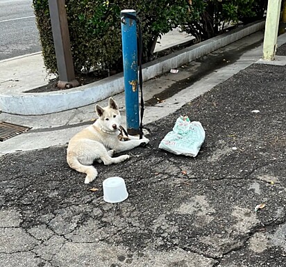 Nos EUA é comum cães de raça serem abandonados.