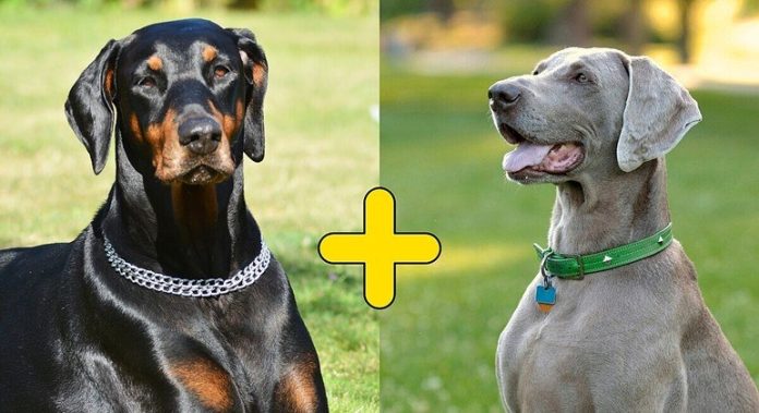 Cachorro mistura de Doberman com Weimaraner é deixado em abrigo de animais - quem adotará Zippo? - RPet