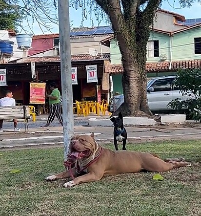 O cachorro latia insistentemente para o Ragnar.