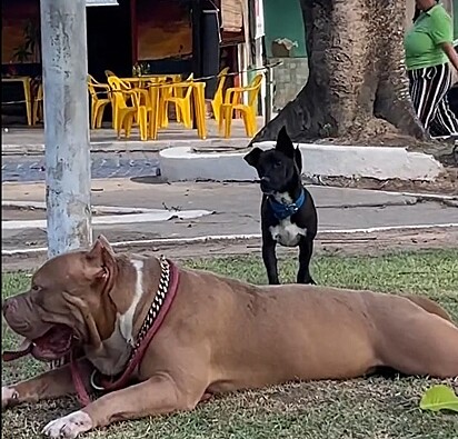 Raganar estava descansando quando um vira-latinha chegou para provocá-lo.