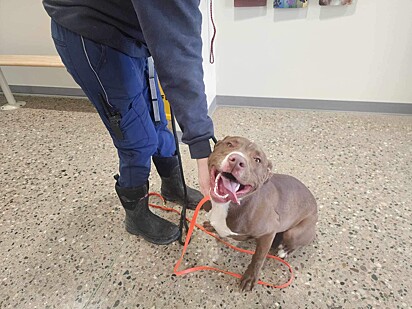 Seguro no abrigo, a mistura de pitbull sorriu para os seus salvadores.