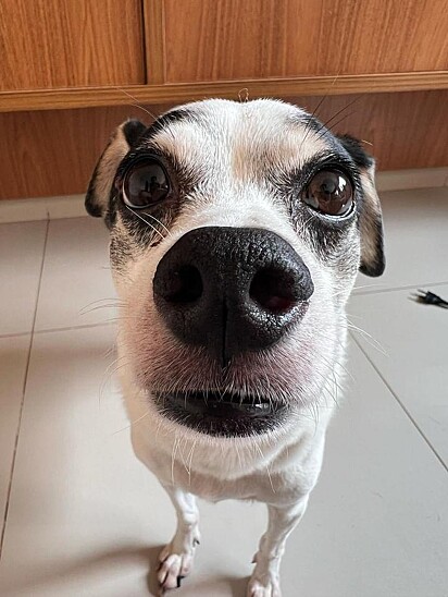 O pet é apaixonado pelos tutores.