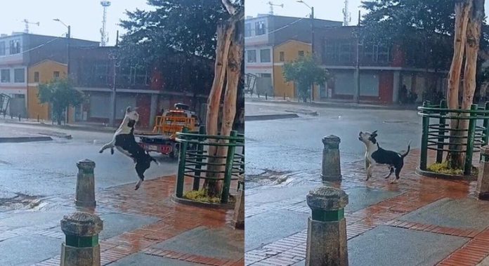 Cachorro viraliza nas redes sociais por comemorar a chegada da chuva - RPet