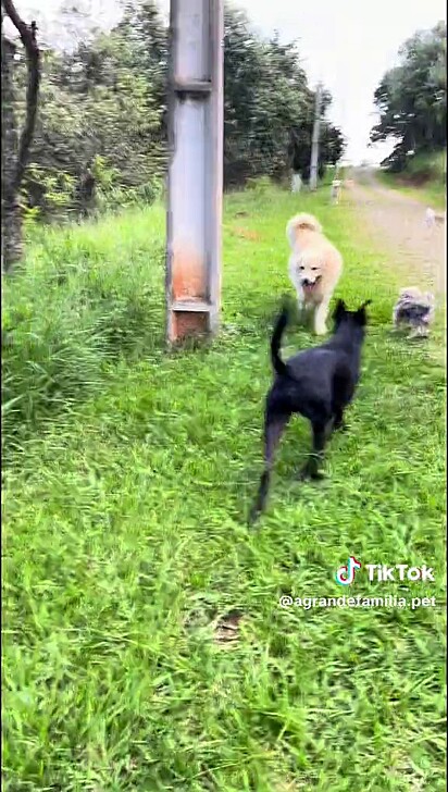 Graças ao tempo bom a trilha saiu e um pet foi salvo.