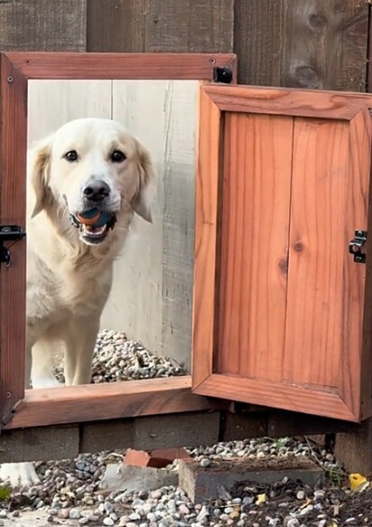 Os cachorros amigos ganharam uma portinha no cercado para poderem brincar juntos.