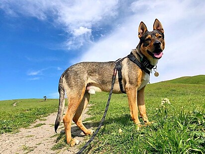 Fritz adora passeios no parque.