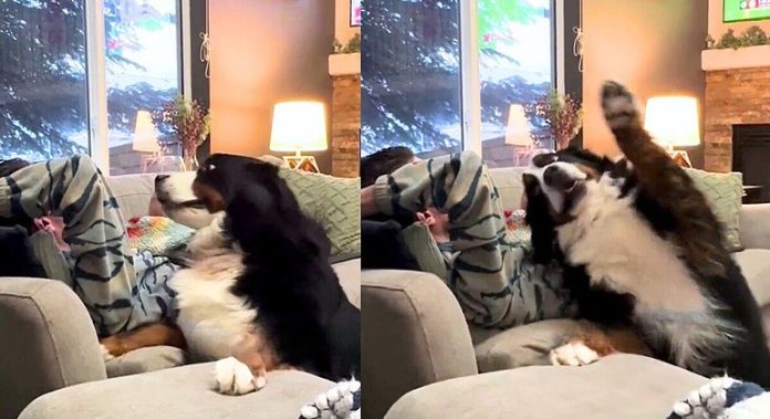 Cão Bernese faz de tudo para conseguir carinho e internautas se surpreendem com a atitude do tutor - RPet