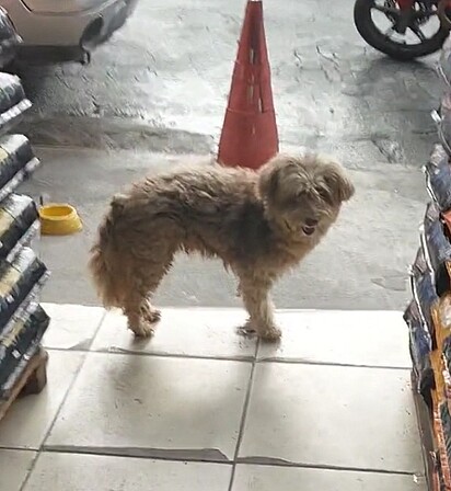 O cachorro estava sujo, com o pelo emaranhado e cheio de pulgas.