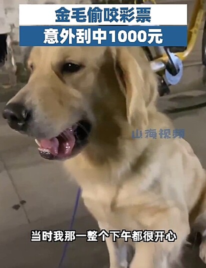 O golden retriever fugiu da tutora e foi parar em uma lotérica.