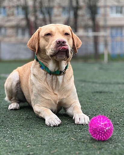 O labrador evacuou na cama dos donos e parecia tão confuso quanto o tutor com a situação.