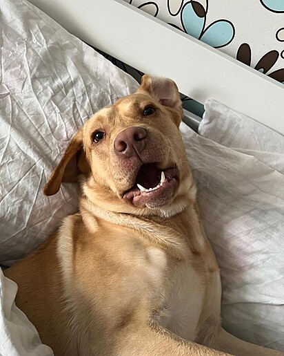 Buddy deixou um presentinho na cama dos tutores.