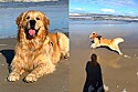 Golden Retriever deixa tutora desesperada ao conhecer a praia pela primeira vez.