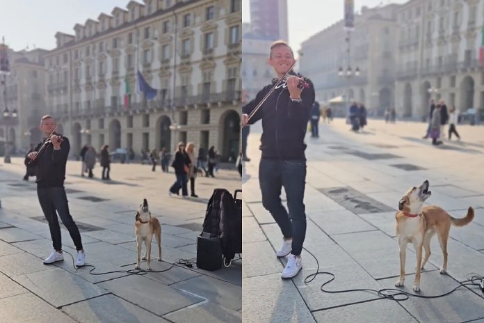 Cão vira-lata caramelo começa a fazer dueto com violinista e deixa espectadores de queixo caído