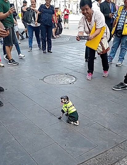 Um cachorrinho da raça chihuahua foi filmado exercendo seu trabalho como policial no Centro Histórico de Lima, no Peru. 