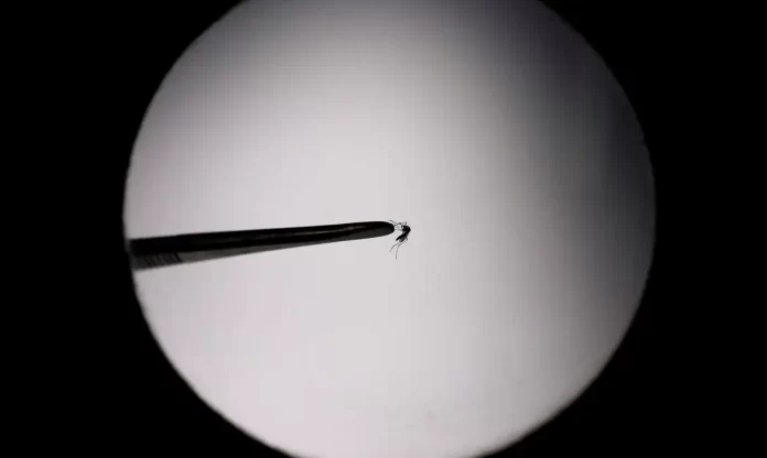 Casos prováveis de dengue se aproximam de 400 mil no país em 2024