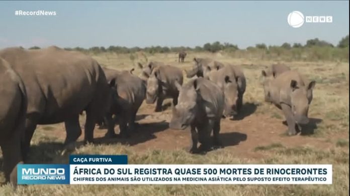 Cerca de 500 rinocerontes morreram na África do Sul em 2023; entenda - Notícias