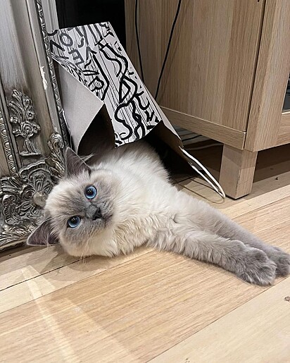 Estudo sugere que os gatos exercem controle sobre os humanos, e Mao sabe fazer isso muito bem com seus tutores.