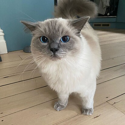 Mao é uma gatinha muito exigente.