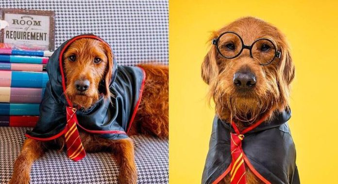 Conheça Dobby, o cachorro 'bruxo' que domina os feitiços de Harry Potter - RPet