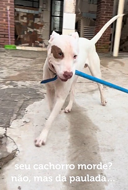 Jack é um pit bull travesso que protagoniza uma brincadeira para lá de inusitada com duas meninas.