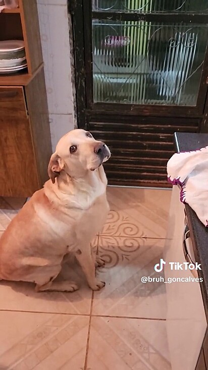 A tutora não resiste a carinha de Polinho.