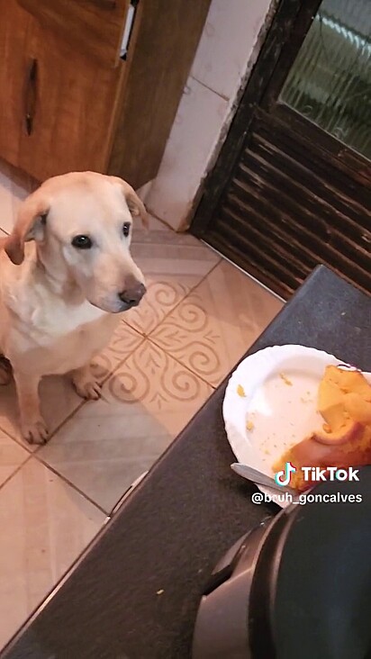 O cão olha fixamente para o bolo.