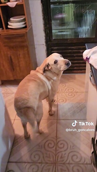 O labrador sabe pedir com jeito.