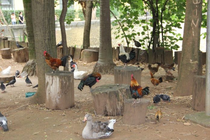 Conselheiros acionam Ministério Público contra doação de aves do parque da Água Branca