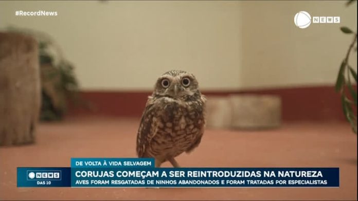 Corujas resgatadas começaram a ser reintroduzidas na natureza - Notícias