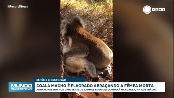 De cortar o coração: coala macho é flagrado abraçando a fêmea morta - Notícias