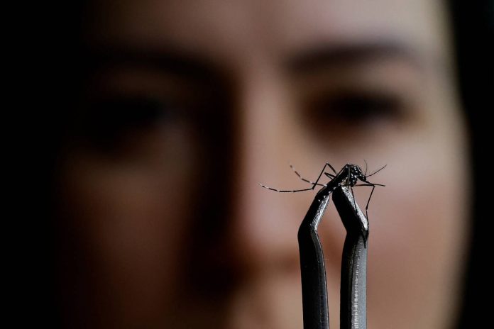 Dengue: quase metade das cidades mineiras em emergência está na área Central e Grande BH