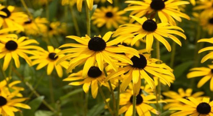 Descubra como cultivar a beleza da Margarida-amarela no seu jardim - Economia