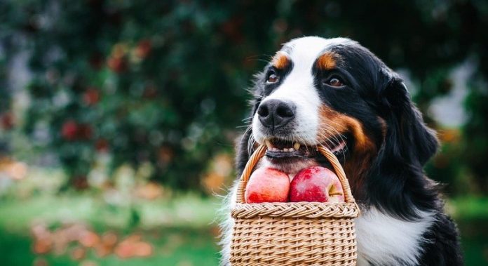 Descubra os benefícios da alimentação natural para o seu pet! - Economia