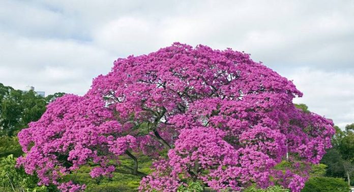 Descubra tudo sobre o Ipê Roxo (Handroanthus avellanedae) - Economia