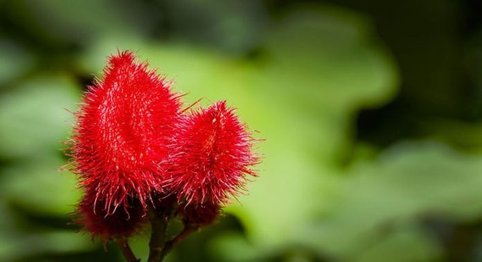 Descubra tudo sobre o Urucum: características, dicas de cultivo e usos comerciais - Economia