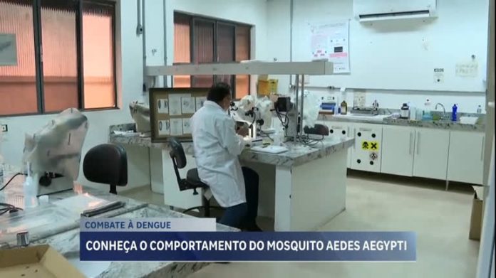 Diferença de mosquito da dengue e pernilongo é essencial no combate a doença, afirma especialista de MG