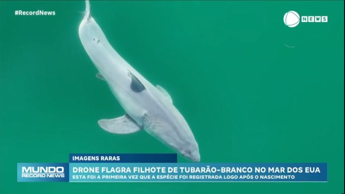 Drone registra filhote de tubarão-branco recém-nascido no mar dos Estados Unidos - Notícias