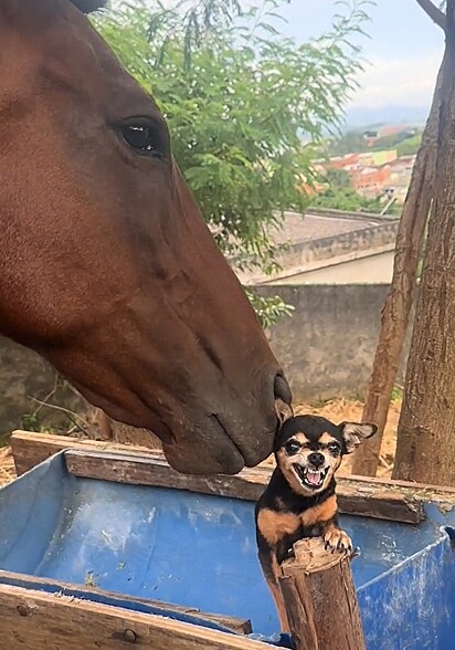 A pinscher rosnando para a égua.